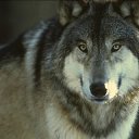 ���� - ������������ �� ������, ������� ����� ����� � ��� �� ����� �������� ����������. ���� �� �� �������� ���, �� �� ���������� ������ ������� � ����� ����������, ����� ���� �������.