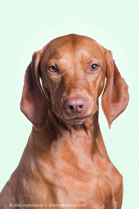 Говорящие морды собак... - 3