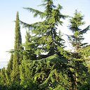 ���� �����, �����������, 51 ��� - ��������� 20 ���� 2016 � ������ ���� ����������