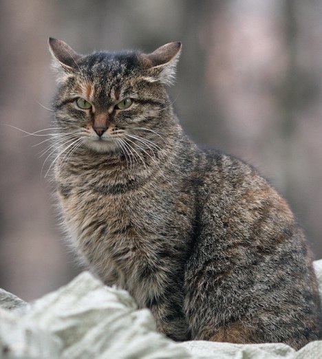 Не бросайте котиков