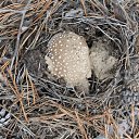 ���� ������, ���������, 42 ���� - ��������� 24 ����� 2016 � ������ ��������� ���