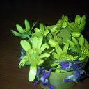  .........))) &....&....., --, 50  -  3  2016    