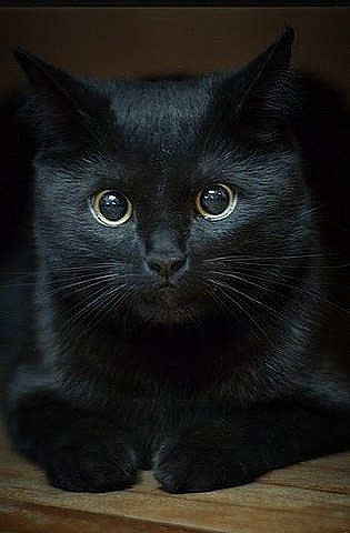 - Чёрные кошки приносят неприятности... - Неприятности?... Странно: мне неприятности приносят люди, ...
