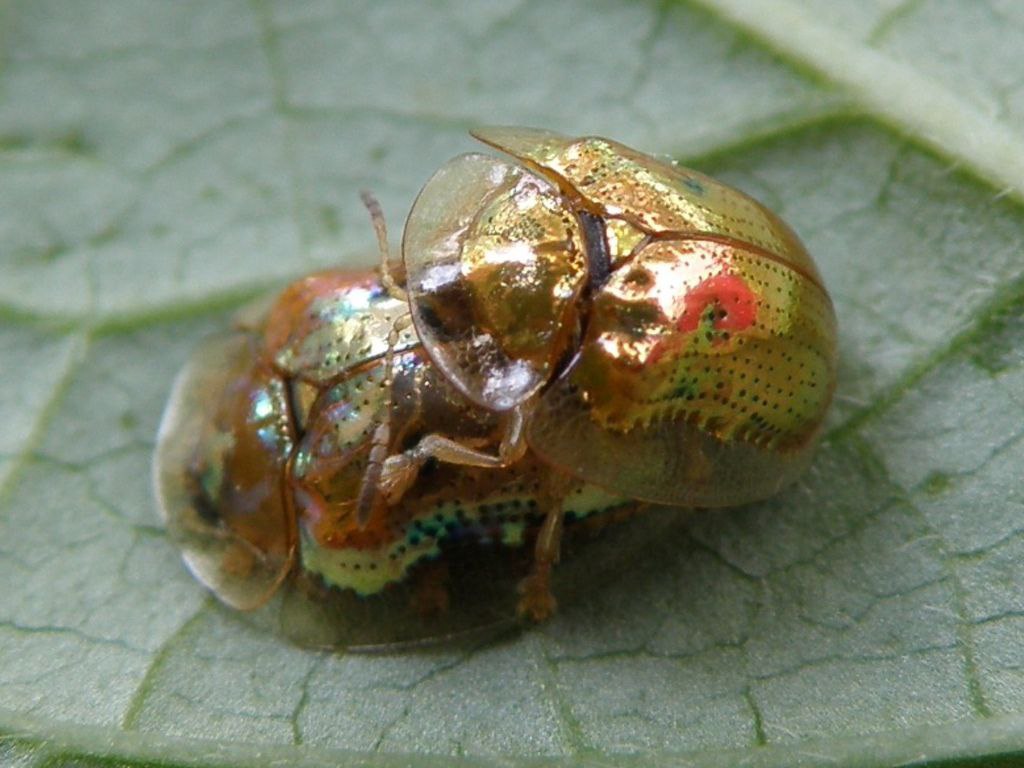    (Charidotella sexpunctata).   ,       ... - 6