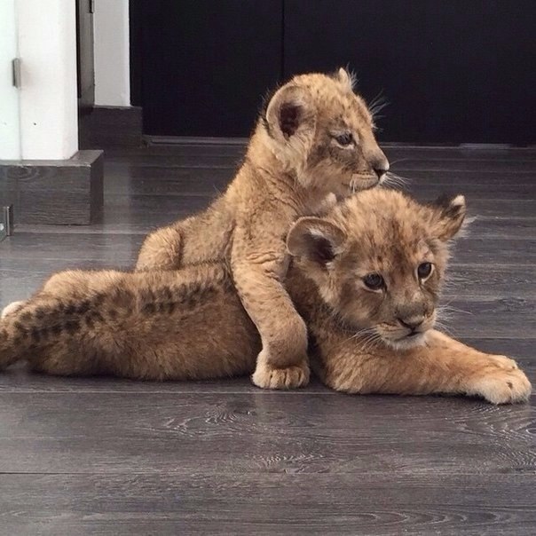 Без кота и жизнь не та - 13 марта 2016 в 10:31 - 3