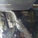 ���� ������, ������, 51 ��� - ��������� 25 ������ 2016 � ������ �����������-11�