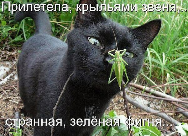 ***Victoria Viktorovna*** - 17  2016  16:01