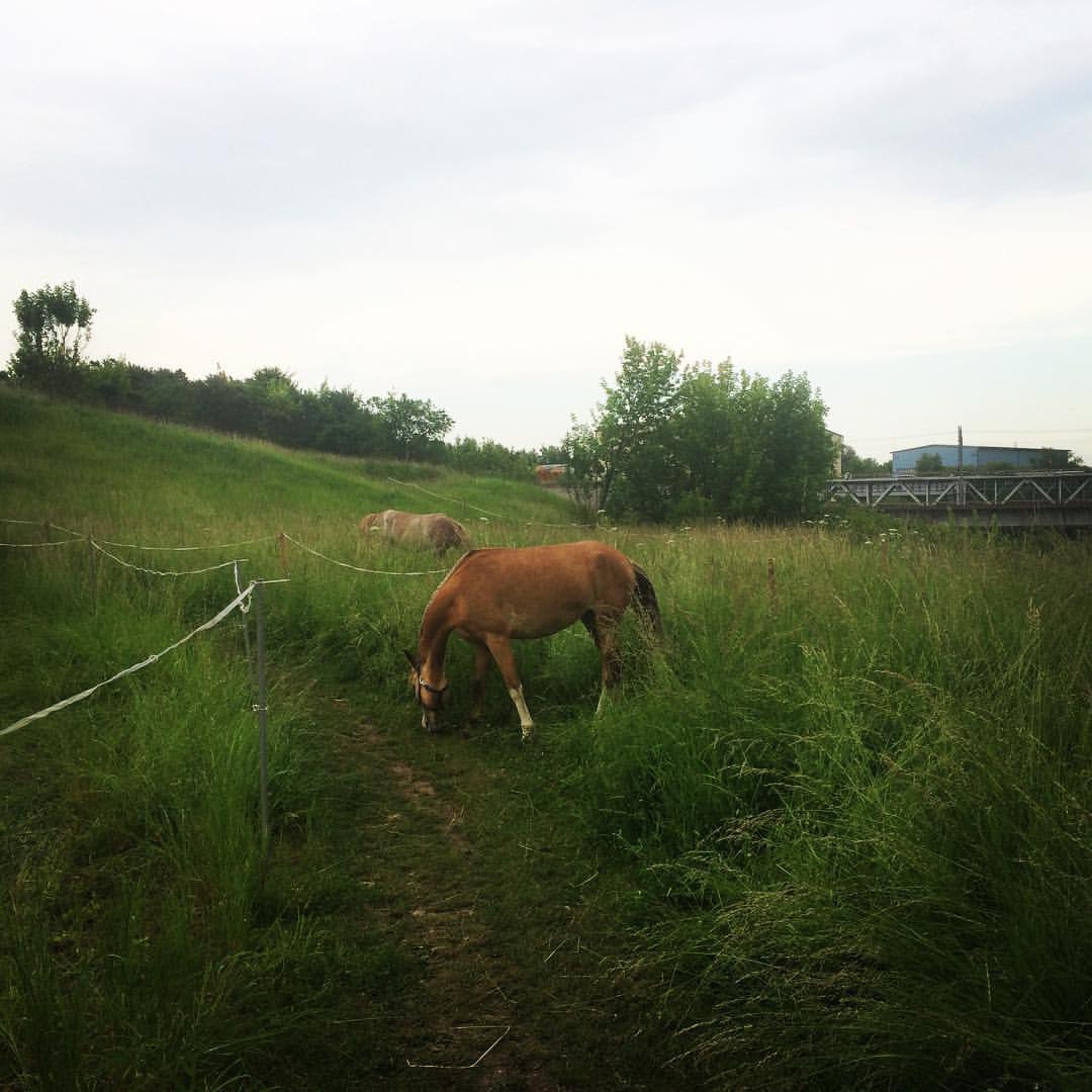 Go out in the field with a horse...     ... #horse #field #nature #animal ...
