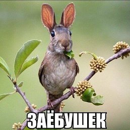 ���� �����, ���������, 42 ���� - ��������� 13 ���� 2016