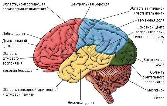 Человеческий мозг – самый сложный и малоизученный орган. Но несколько интересных фактов известны ...