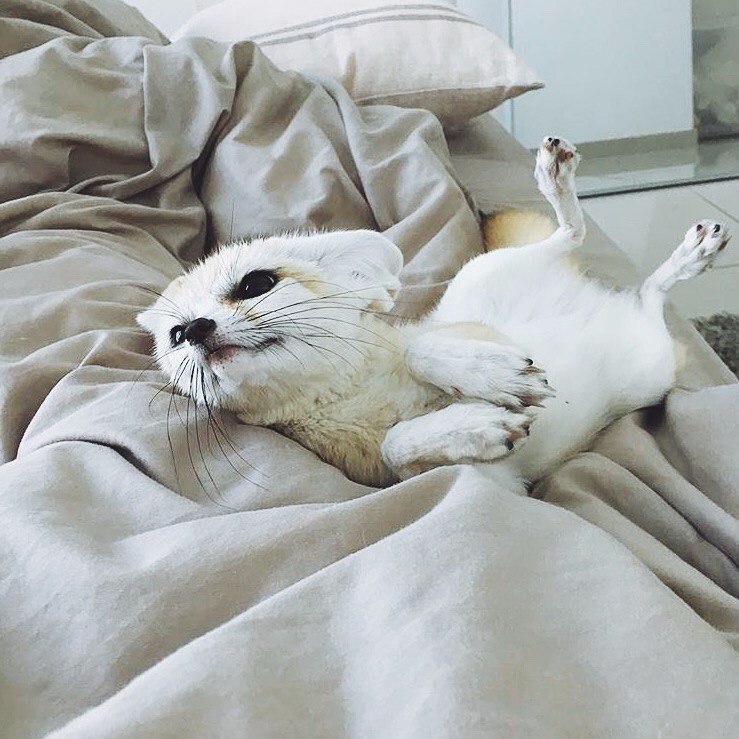     :3.#animal@travel.blog - 3