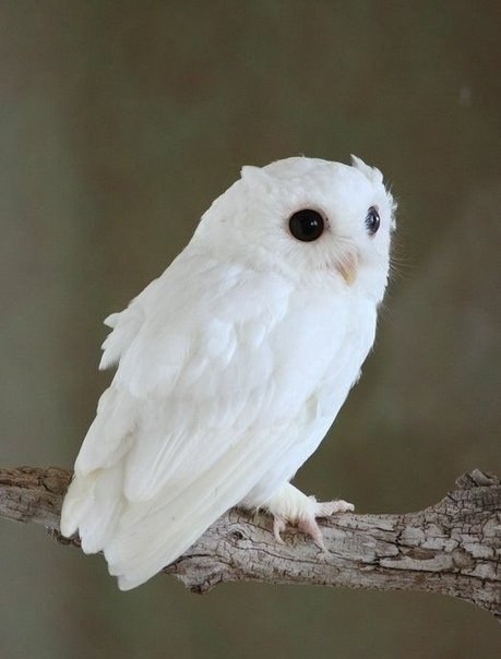 -. (. albus  )     ,  ... - 3
