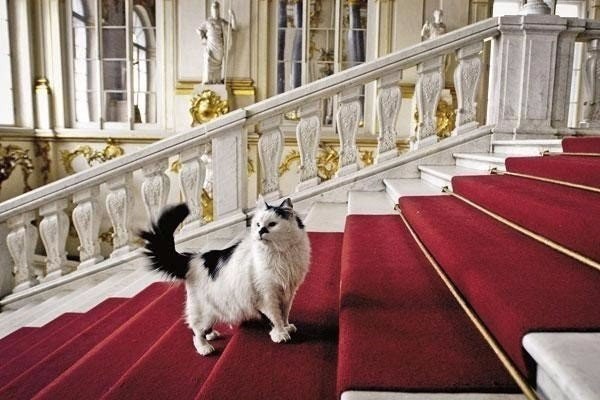 В подвалах и помещениях Государственного Эрмитажа несут официальную службу около полсотни котов — ... - 5