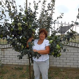 �����, ���������