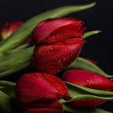 ���� ����, �����������, 64 ���� - ��������� 15 ��� 2016 � ������ ������ ��������