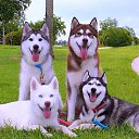 ���� ���, �����, 37 ��� - ��������� 8 ������ 2016