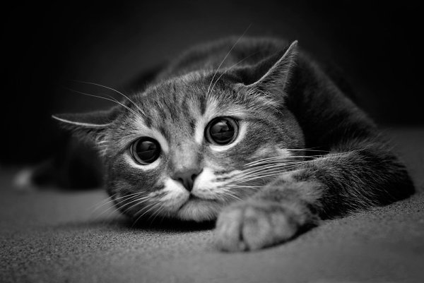 � ���� �������� - 2 ���� 2016 � 17:00