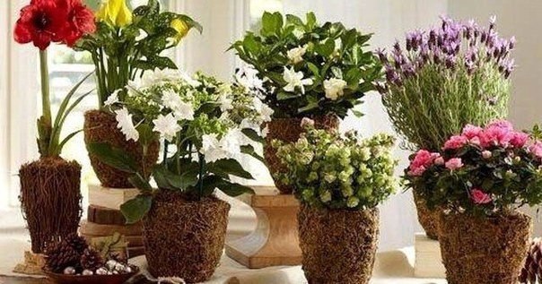 ОДИННАДЦАТЬ СПОСОБОВ УДОБРИТЬ ДОМАШНИЕ РАСТЕНИЯ.1. Подкормка сахаром1 чайную ложку сахара равномерно ...
