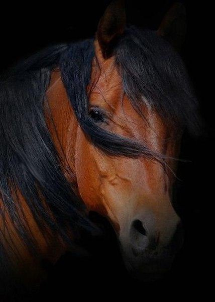 Мудрый человек сказал однажды: Три вещи никогда не возвращаются обратно: время, слово, возможность. ...