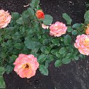 ���� ����, ���������, 51 ��� - ��������� 24 ����� 2016