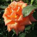 ���� ����������., �����������, 66 ��� - ��������� 10 ���� 2016 � ������ ������.�