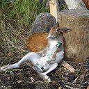 ���� �������, ������ ��������, 41 ��� - ��������� 15 ���� 2016