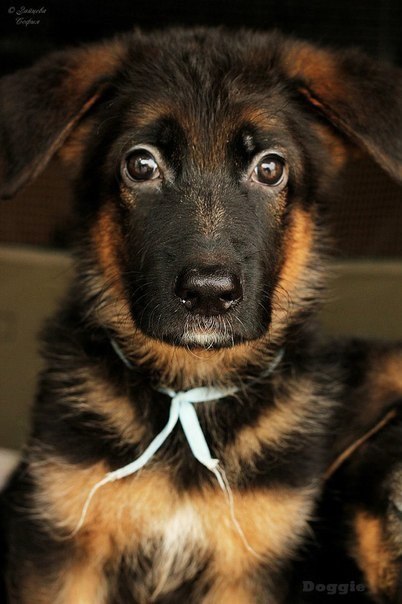 собака с большими глазами фото | Дзен