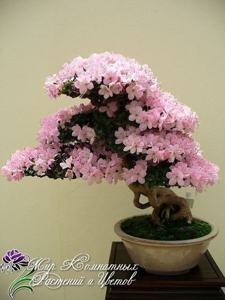 (Azalea)    .      . ...