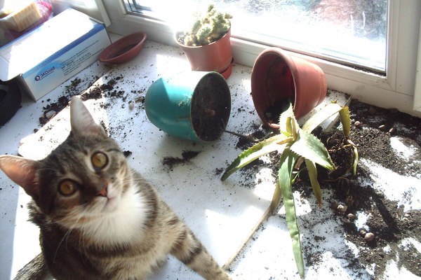 "Честно говоря, я сам несколько шокирован"