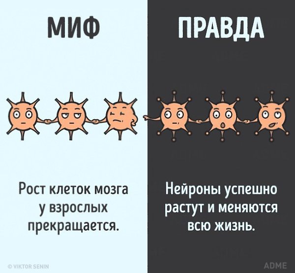 10 мифов о человеческом теле, которые пора забыть. - 2