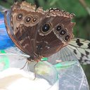 ���� ������, ���������, 51 ��� - ��������� 14 ��� 2016