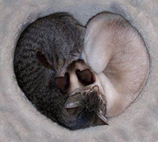 ***Victoria Viktorovna*** - 4  2016  12:19