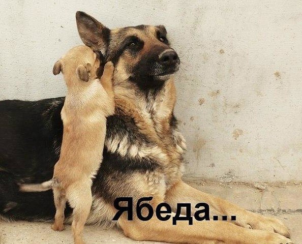  -  ...     ,      ...