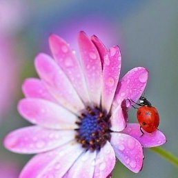 ���� �����, �����������, 44 ���� - ��������� 29 ���� 2016