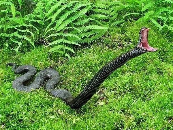 Африканская змея черная мамба - самая быстрая в мире. ... | Книга рекордов  | Фотострана | Пост №1149969769