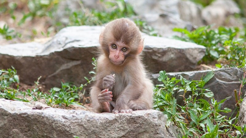        (Jigokudani Yaen-koen, Jigokudani Monkey Park)  ... - 9