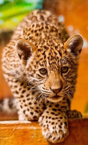 В мире животных - 6 августа 2016 в 15:10 - 3