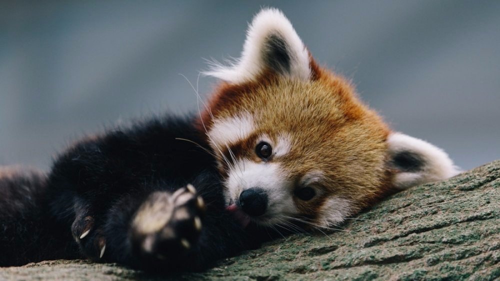  ,       ;).#animal@travel.blog - 2