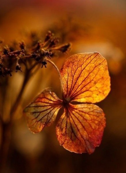 Подставляйте солнышку ладошки, собирайте лучики в карман, а затем, с любовью, понемножку, раздавайте ... - 5