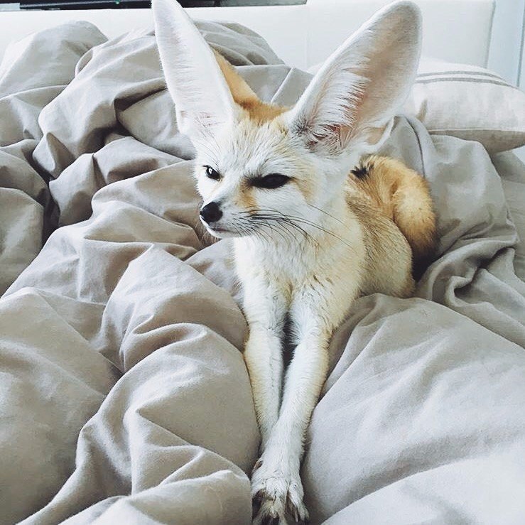     :3.#animal@travel.blog
