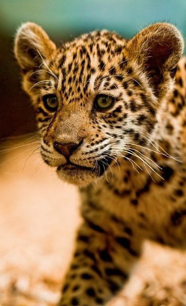 В мире животных - 6 августа 2016 в 15:10 - 4