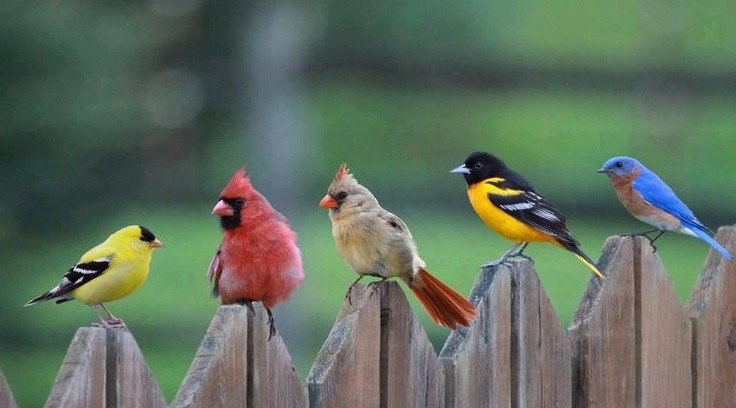  Angry Birds! #animal@travel.blog