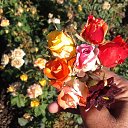 ���� ������, ���������, 49 ��� - ��������� 9 ���� 2016 � ������ ���� ����������