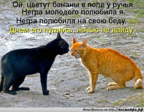 Без кота и жизнь не та - 15 марта 2016 в 04:33