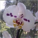 ���� �����, ���������, 49 ��� - ��������� 7 ���� 2016 � ������ ���� ����������