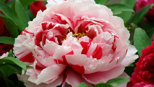 @. Пион Paeonia Наибольшую популярность культура выращивания пионов приобрела в древнем Китае. Пион ... - 16