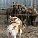 ���� ����, ���������, 41 ��� - ��������� 13 ��� 2016 � ������ ���� ����������