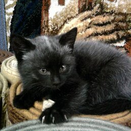 ���� �����, ��������, 43 ���� - ��������� 20 ��� 2016