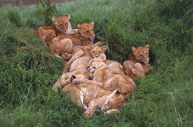 CATS OF ALL - 25  2016  23:39
