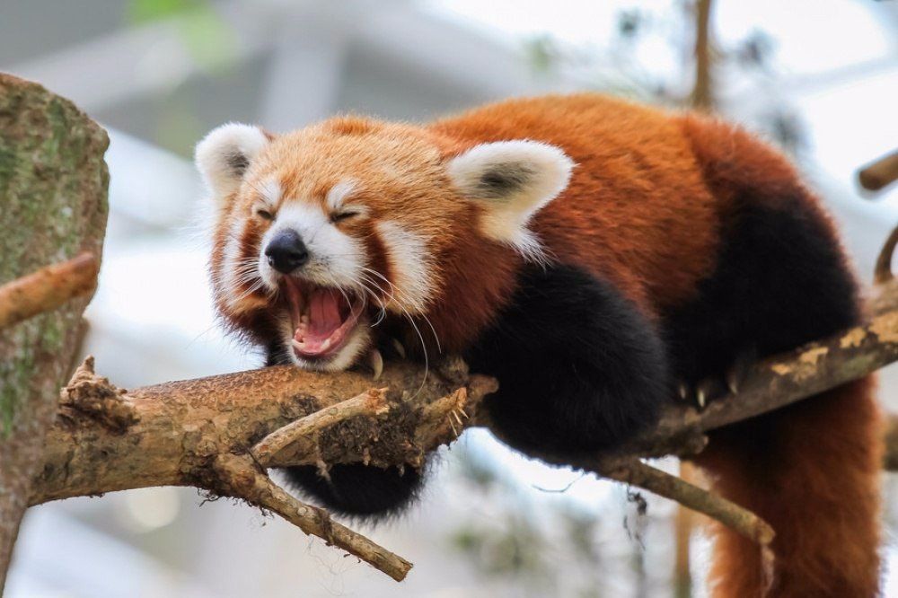  ,       ;).#animal@travel.blog - 3